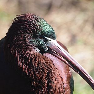 Glossy ibis (Plegadis falcinellus), 2022-03-08
