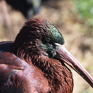 Glossy ibis (Plegadis falcinellus), 2022-03-08