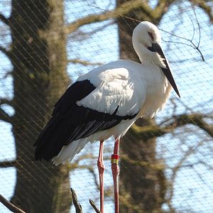 Oriental white stork (Ciconia boyciana), 2022-03-08