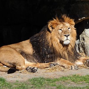 Asiatic lion (Panthera leo persica), 2022-03-08