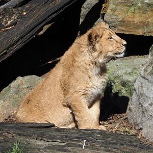 Young Asiatic lion (Panthera leo persica), 2022-03-08