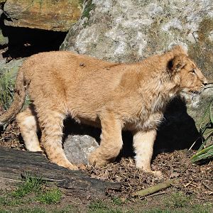 Young Asiatic lion (Panthera leo persica), 2022-03-08