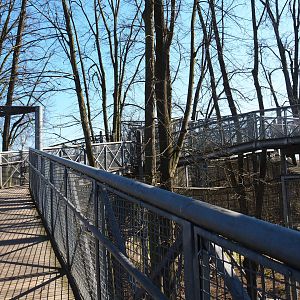 Tree-top walk structures, 2022-03-08