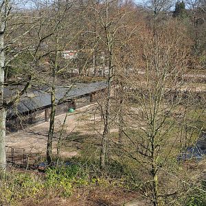 Bactrian camel paddock seen from the tree-top walk, 2022-03-08