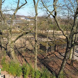Wisent barn and paddock, seen from the tree-top walk, 2022-03-08