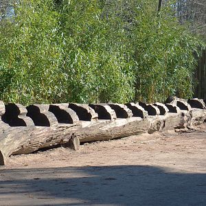 Bench cut out of large log, 2022-03-08