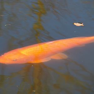 Koi (Cyprinus rubrofuscus), 2022-03-08