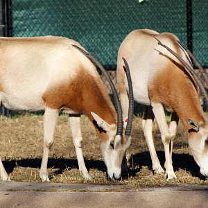 Scimitar-horned Oryx