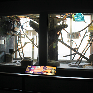 Prevost's Squirrel Exhibit - Small Mammal House