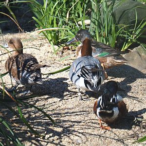 Northern shovelers (Spatula clypeata) and Eurasian wigeons (Mareca penelope), 2022-03-08