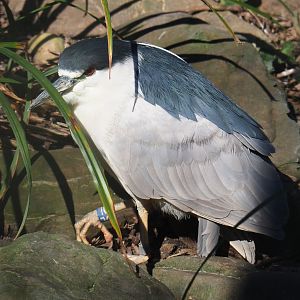 Black-crowned night heron (Nycticorax nycticorax nycticorax), 2022-03-08