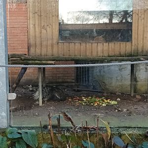 Indian crested Porcupine and Brown noased Coati Enclosure