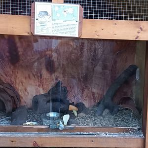 Fat tailed Jird Enclosure