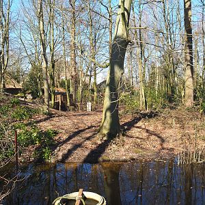 Forest area in the European section, 2022-03-08