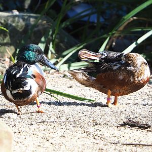 Northern shovelers (Spatula clypeata), 2022-03-08