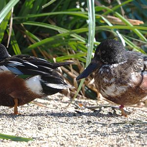 Northern shovelers (Spatula clypeata), 2022-03-08