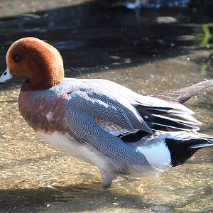 Eurasian wigeon drake (Mareca penelope), 2022-03-08