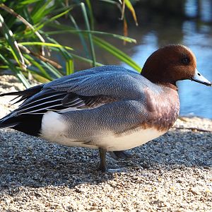Eurasian wigeon drake (Mareca penelope), 2022-03-08