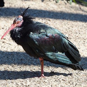 Waldrapp (Geronticus eremita), 2022-03-08