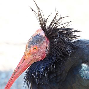 Waldrapp (Geronticus eremita), 2022-03-08