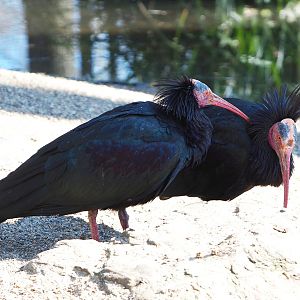 Waldrapps (Geronticus eremita), 2022-03-08