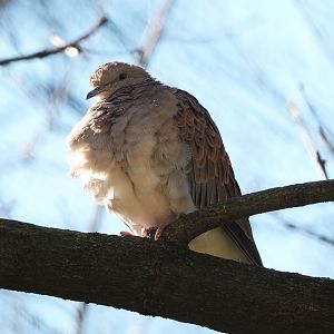 European turtle dove (Streptopelia turtur turtur), 2022-03-08