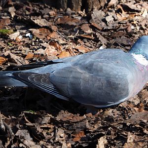 Wild Common wood pigeon (Columba palumbus), 2022-03-08