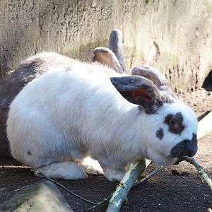 Domestic rabbit (Oryctolagus cuniculus domesticus), 2022-03-08