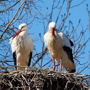 European white storks (Ciconia ciconia ciconia), 2022-03-08