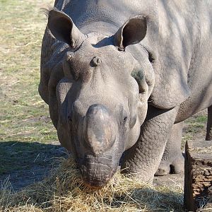 Indian rhinoceros (Rhinoceros unicornis), 2022-03-08