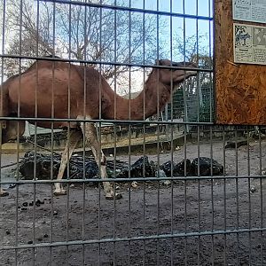 Dromedary Camel