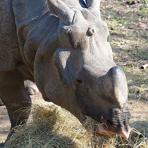 Indian rhinoceros (Rhinoceros unicornis), 2022-03-08