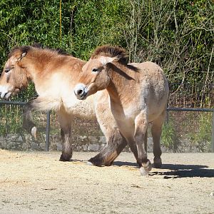 Przewalski's horses (Equus ferus przewalskii), 2022-03-08