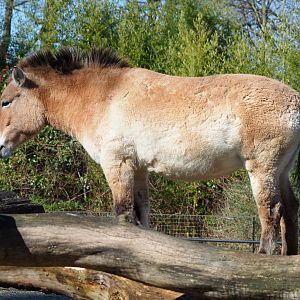 Przewalski's horse (Equus ferus przewalskii), 2022-03-08