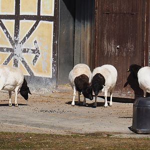 Somali sheep (Ovis aries), 2022-03-08