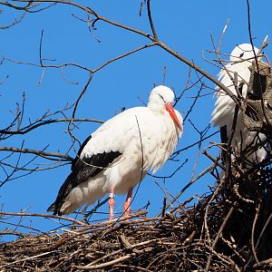 European white stork (Ciconia ciconia ciconia), 2022-03-08