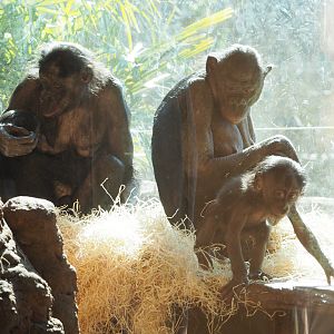 Bonobos (Pan paniscus), 2022-03-08