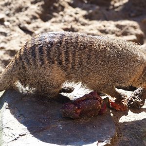 Banded mongoose (Mungos mungo), 2022-03-08