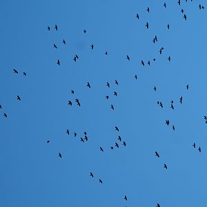 Flight of wild Western jackdaws (Coloeus monedula), 2022-03-08