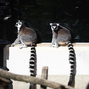 Ring-tailed lemurs (Lemur catta), 2022-03-08