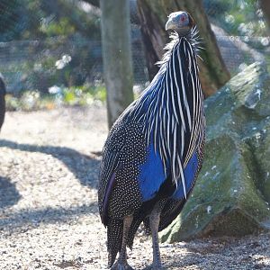 Vulturine guineafowl (Acryllium vulturinum), 2022-03-08