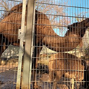 Visitors feeding the Jacobs Sheep and Dromedary Camels