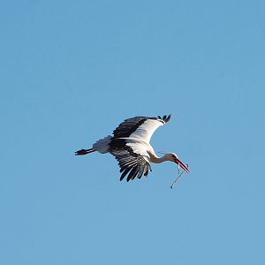 European white stork (Ciconia ciconia ciconia) in flight with nesting material, 2022-03-08