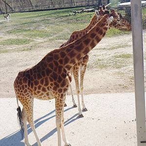 Kordofan giraffes (Giraffa camelopardalis antiquorum), 2022-03-08
