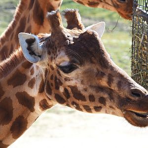 Kordofan giraffe (Giraffa camelopardalis antiquorum), 2022-03-08