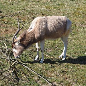 Addax (Addax nasomaculatus), 2022-03-08