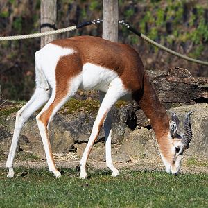 Mhorr gazelle (Nanger dama mhorr), 2022-03-08