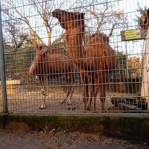 Dromedary Camels