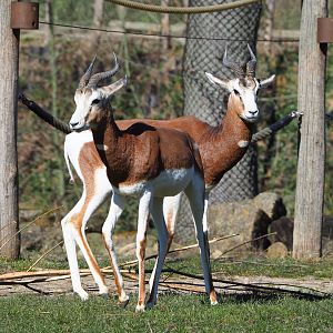 Mhorr gazelles (Nanger dama mhorr), 2022-03-08