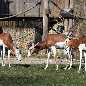 Mhorr gazelles (Nanger dama mhorr), 2022-03-08